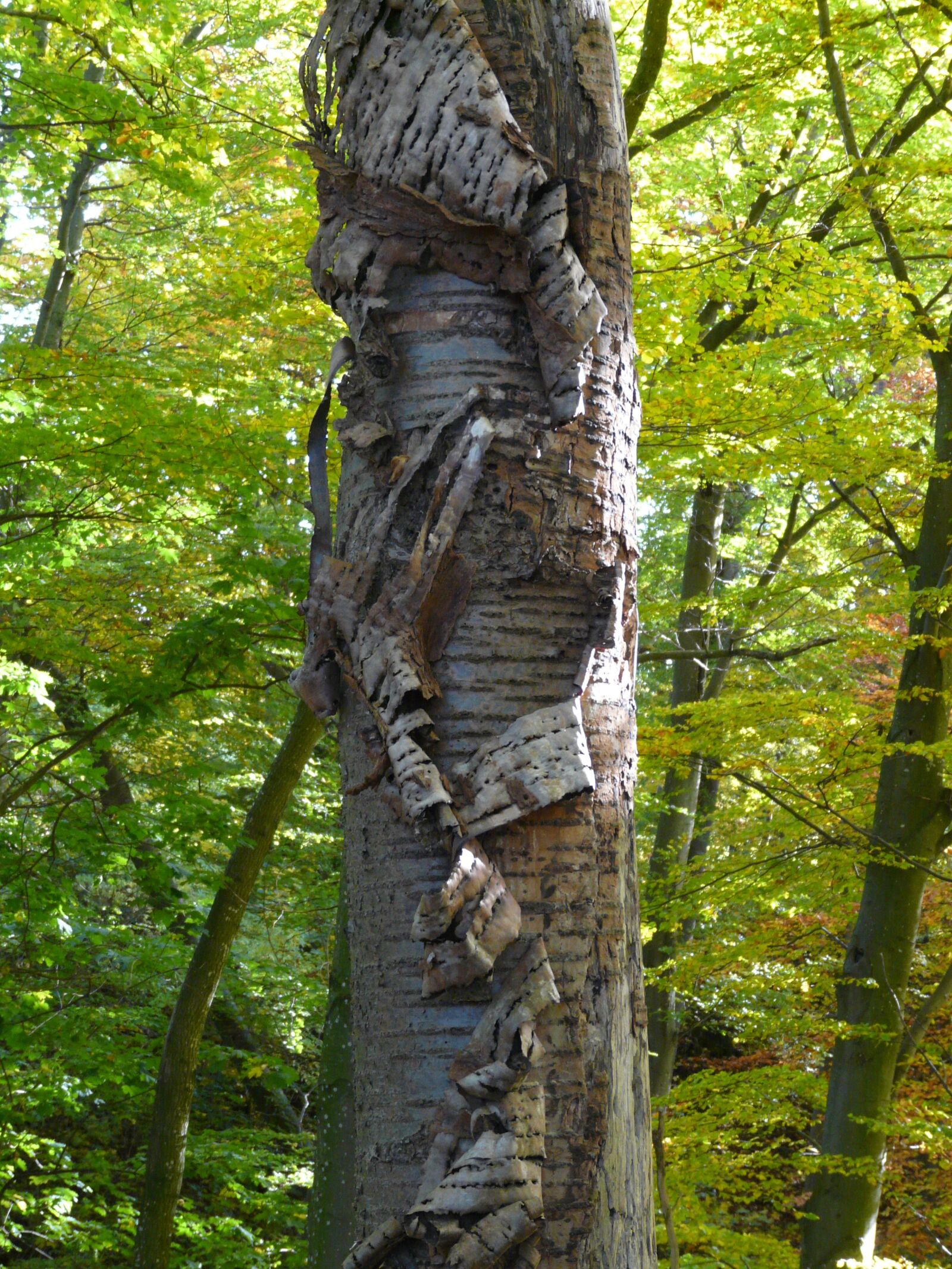 Panasonic DMC-FZ18 sample photo. Bark, tree bark, cherry photography