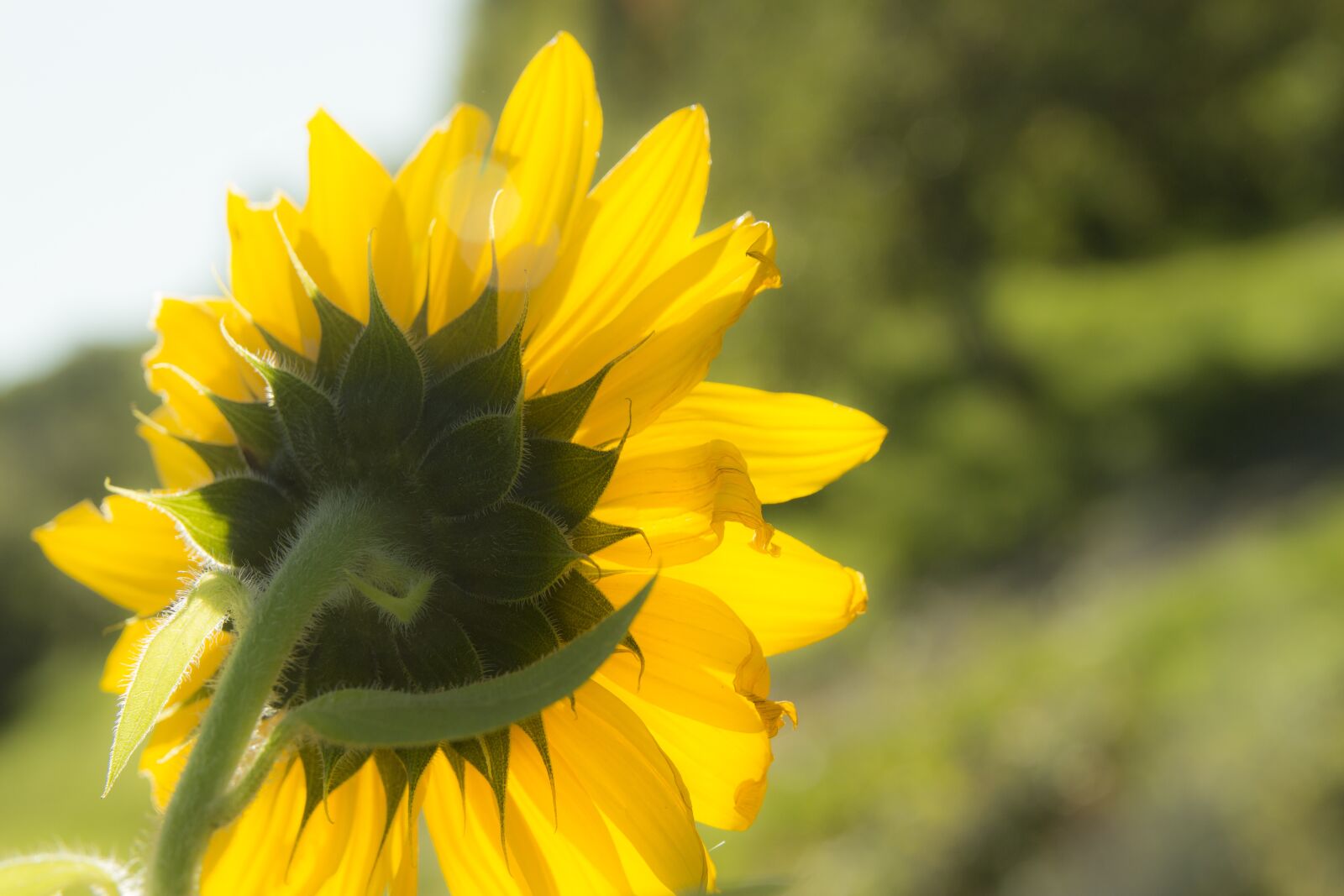 Canon EOS 700D (EOS Rebel T5i / EOS Kiss X7i) sample photo. Sunflower, nature, yellow photography
