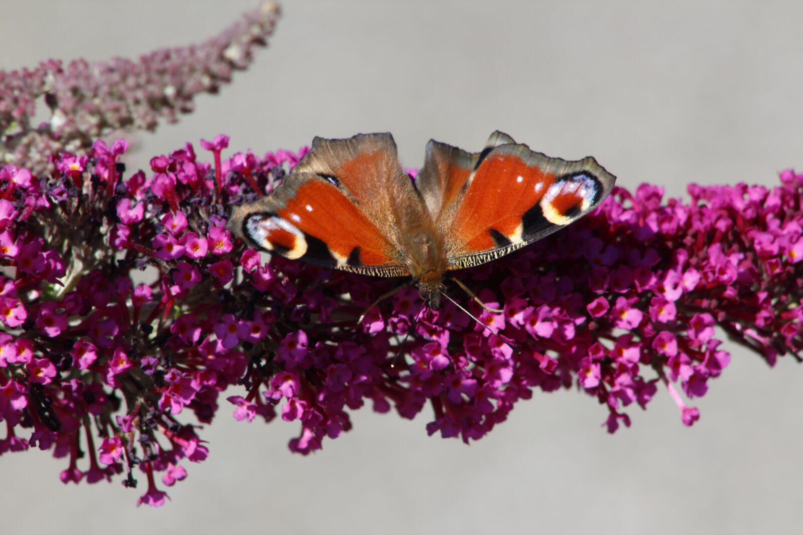 Canon EOS 600D (Rebel EOS T3i / EOS Kiss X5) sample photo. Butterfly, summer lilac, nature photography