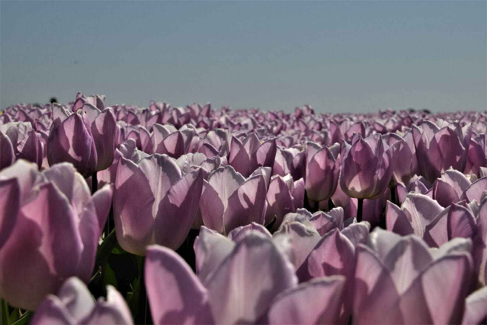 Nikon D3300 sample photo. Dirksland, tulips, purple photography