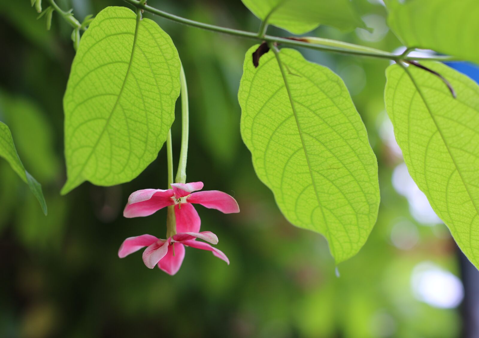 Canon EOS 70D + Canon EF 50mm F1.8 STM sample photo. Quisqualis indica l, flower photography