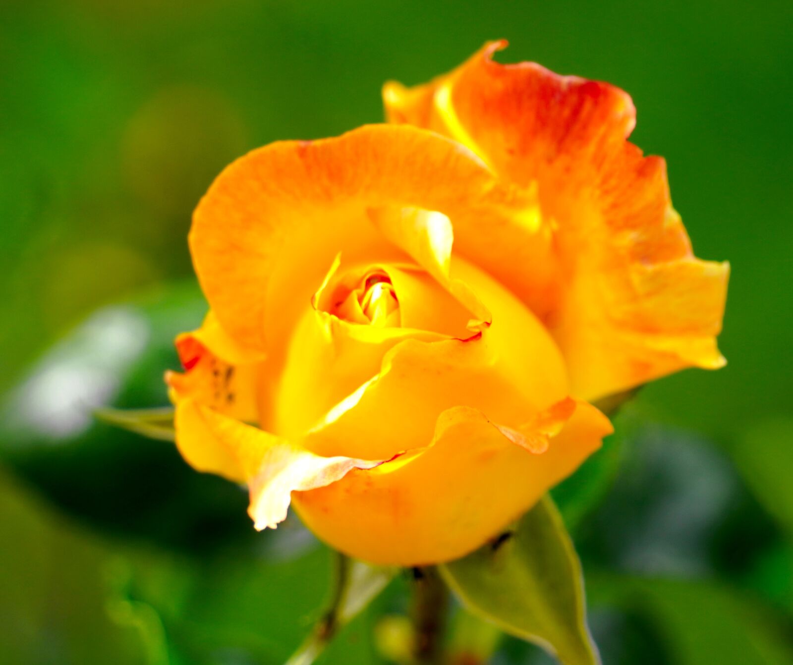 Sony a6400 sample photo. Rose, flower, yellow photography