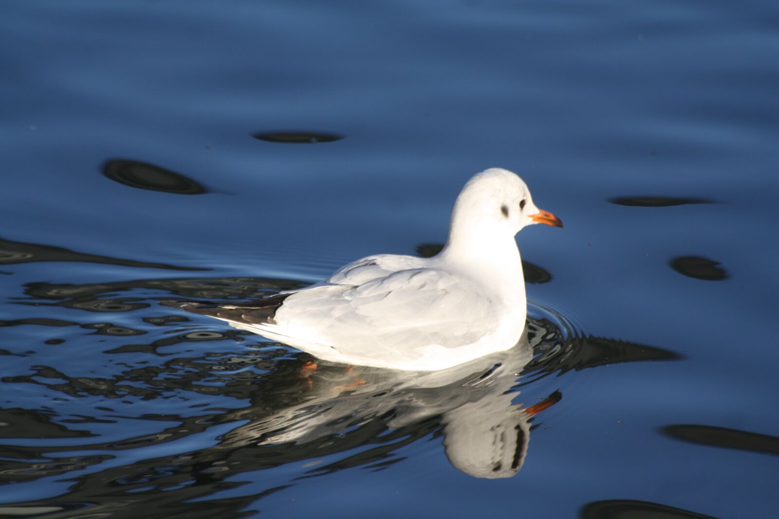 Canon EOS 1000D (EOS Digital Rebel XS / EOS Kiss F) sample photo. Bird, animal, gull photography