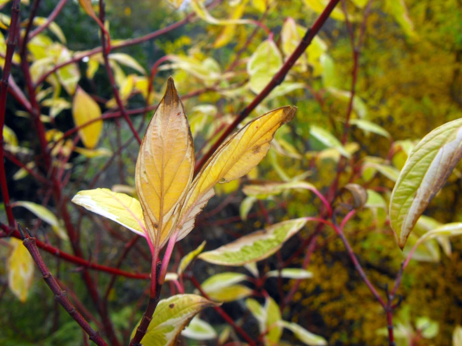 Fujifilm FinePix S1000fd sample photo. Flower, plant, foliage photography
