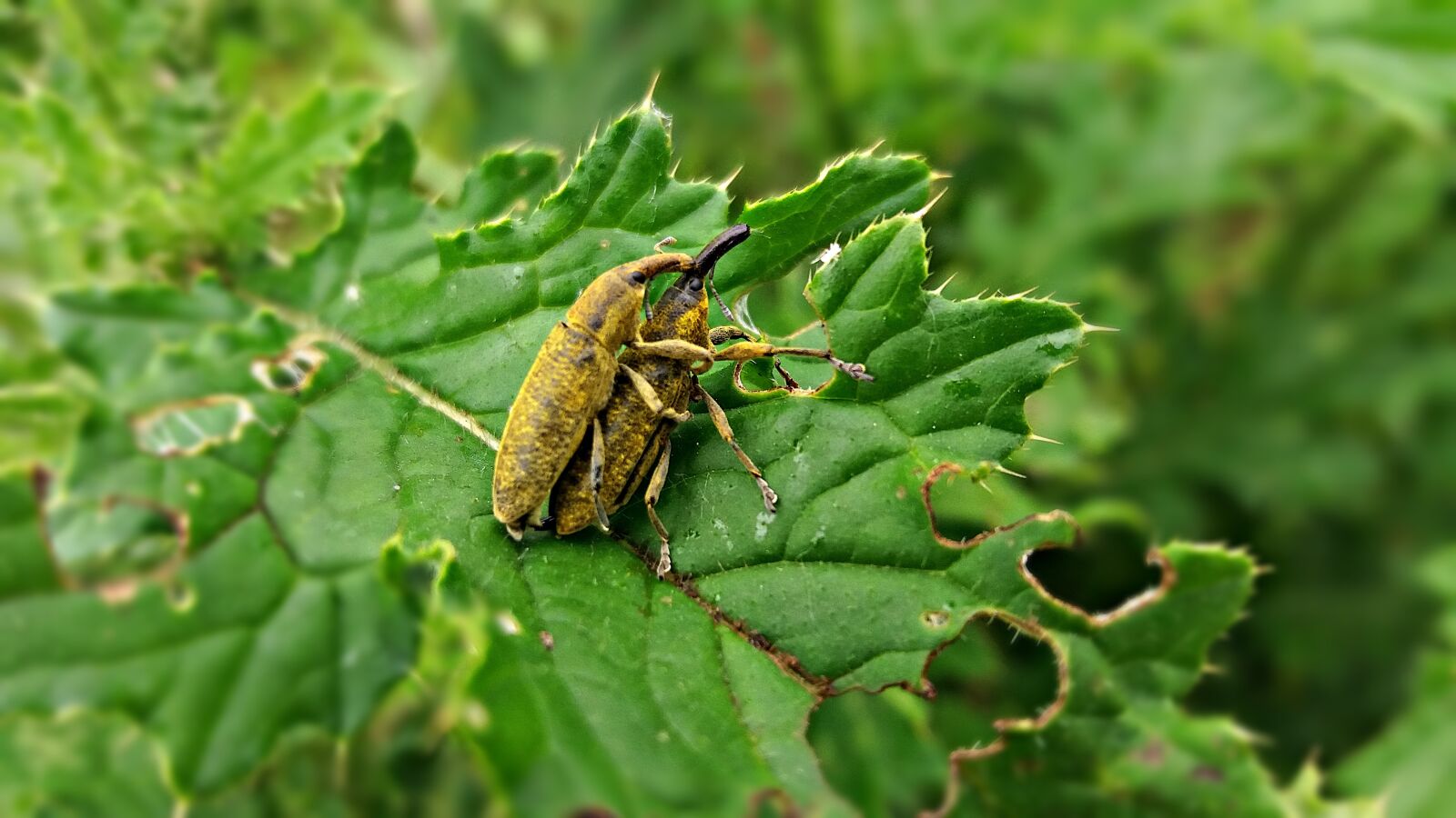 Samsung Galaxy J5 sample photo. Beetle, nature, insect photography