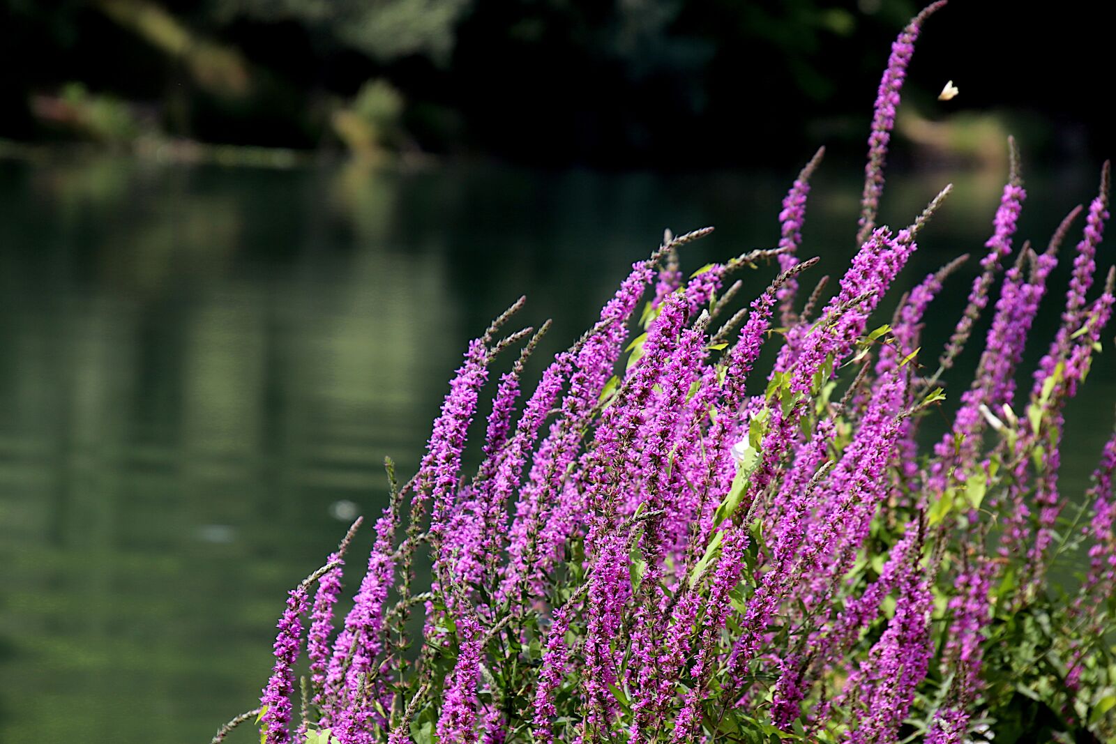 Tamron 18-400mm F3.5-6.3 Di II VC HLD sample photo. Purple loosestrife common, lythrum photography