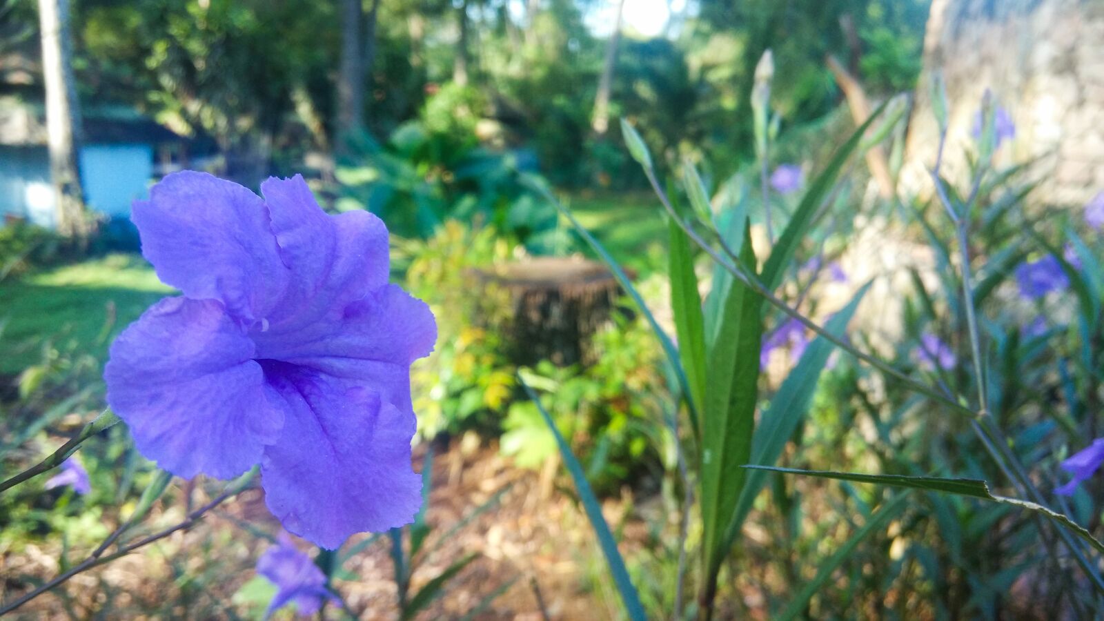 Xiaomi MI3 sample photo. Nature, flower, flora photography