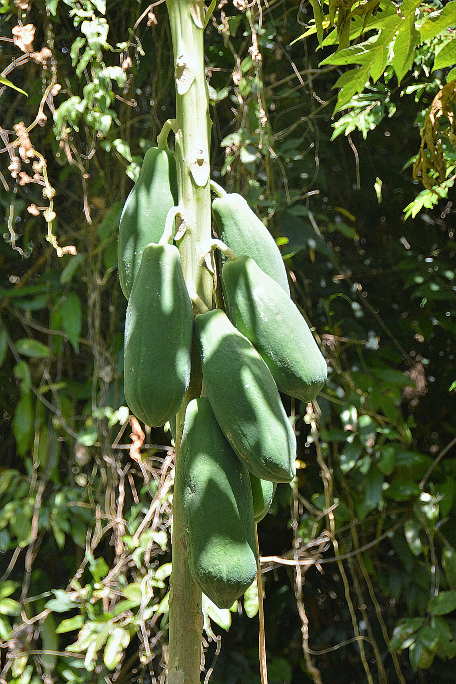 Nikon D5200 sample photo. Papaya, fruit, exotic photography