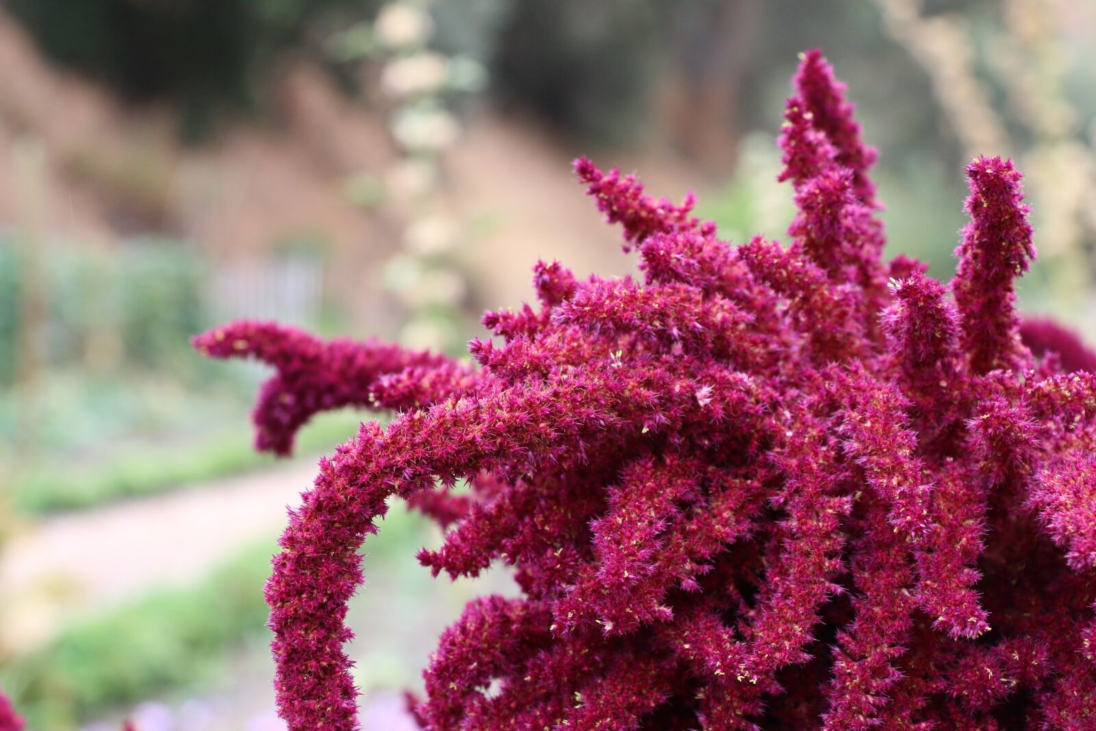 Canon EOS 70D sample photo. Livermore, flowers, california photography