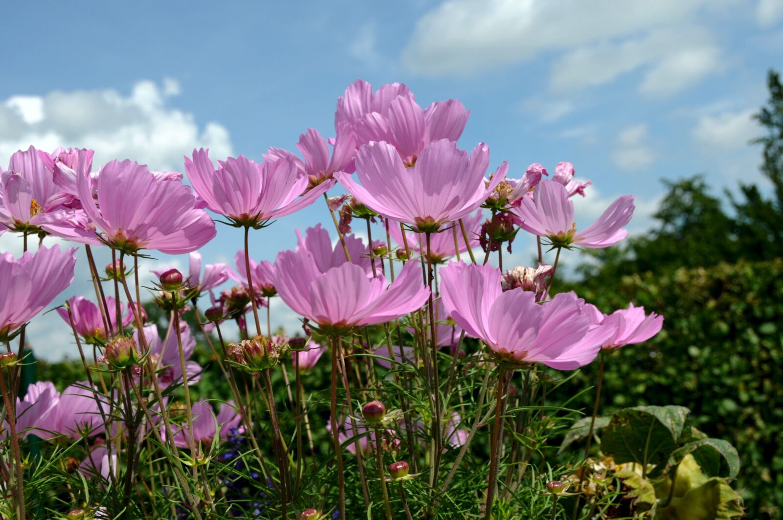 Nikon D300 sample photo. Flowers, cosmos bipinnatus, cosmea photography
