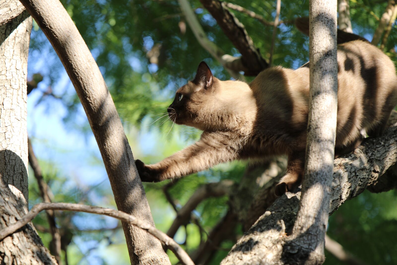 Canon EOS 7D Mark II sample photo. Cat, siamese, tree photography