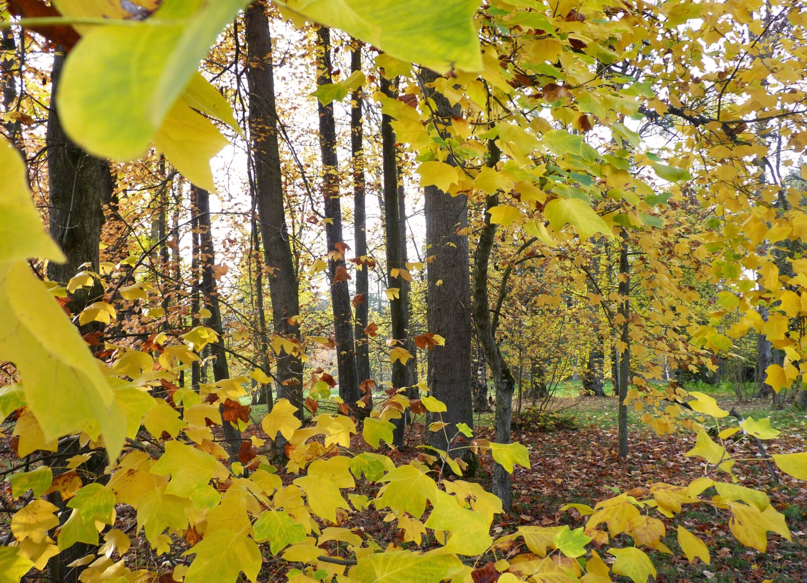 Panasonic Lumix DMC-FZ35 (Lumix DMC-FZ38) sample photo. Forest, fall, nature photography