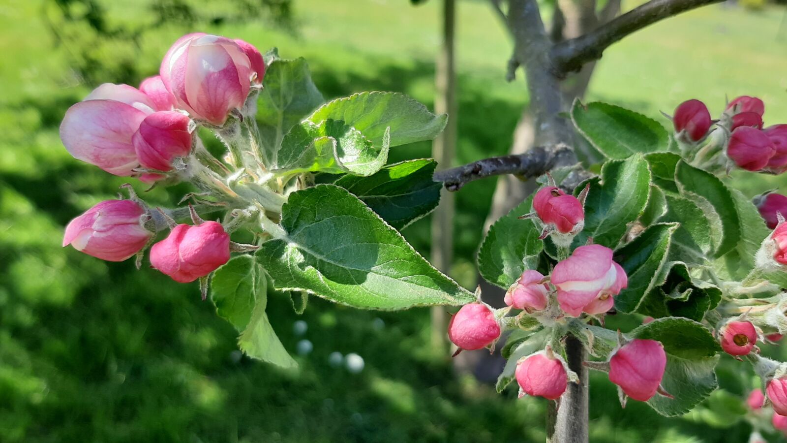 Samsung Galaxy A50 sample photo. Spring, apple, flowers photography