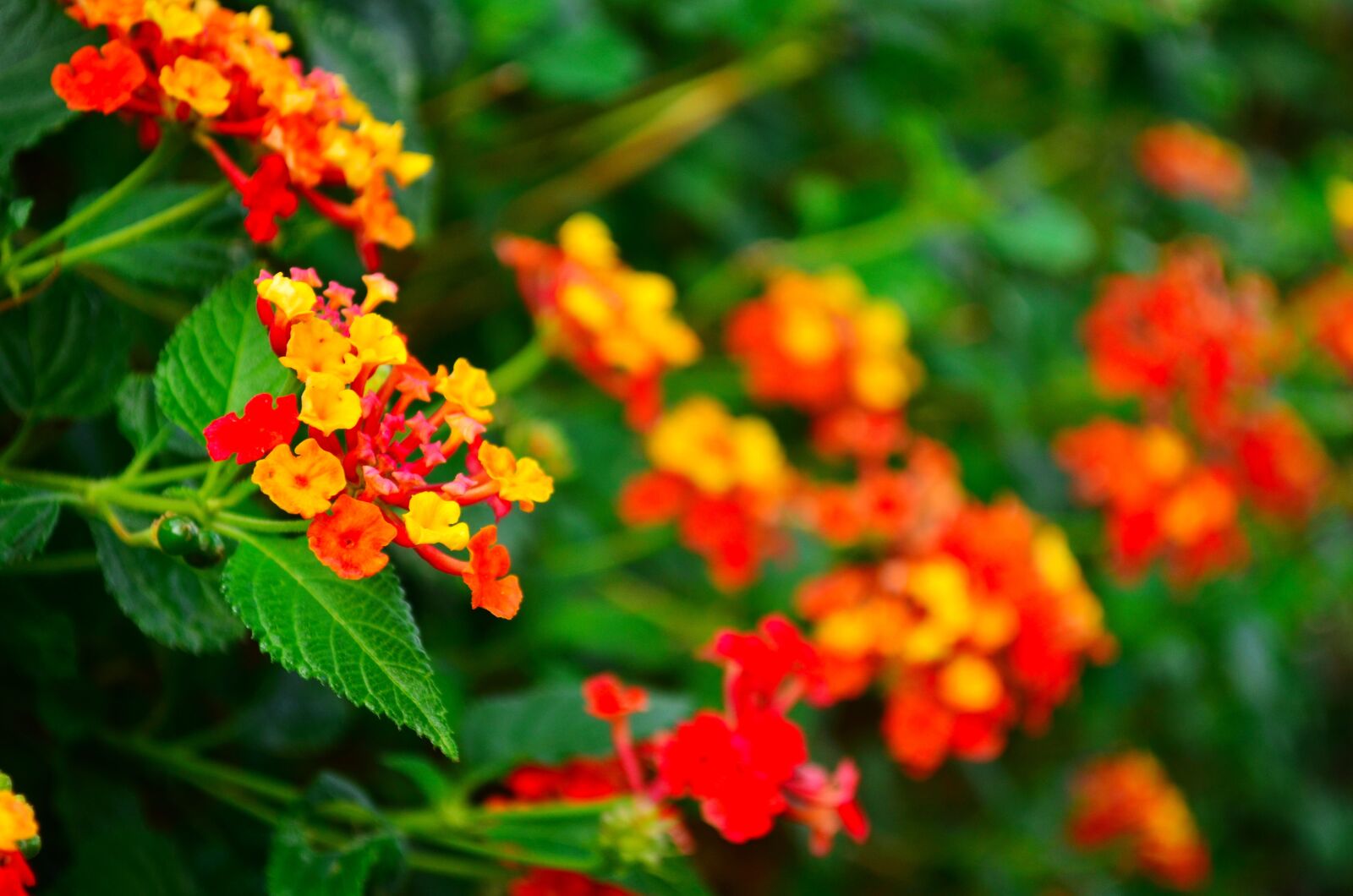 Nikon D5100 sample photo. Plant, flower, red photography