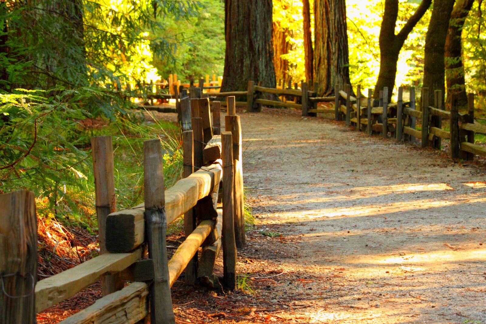 Canon EOS 500D (EOS Rebel T1i / EOS Kiss X3) sample photo. Wood, fall, tree photography