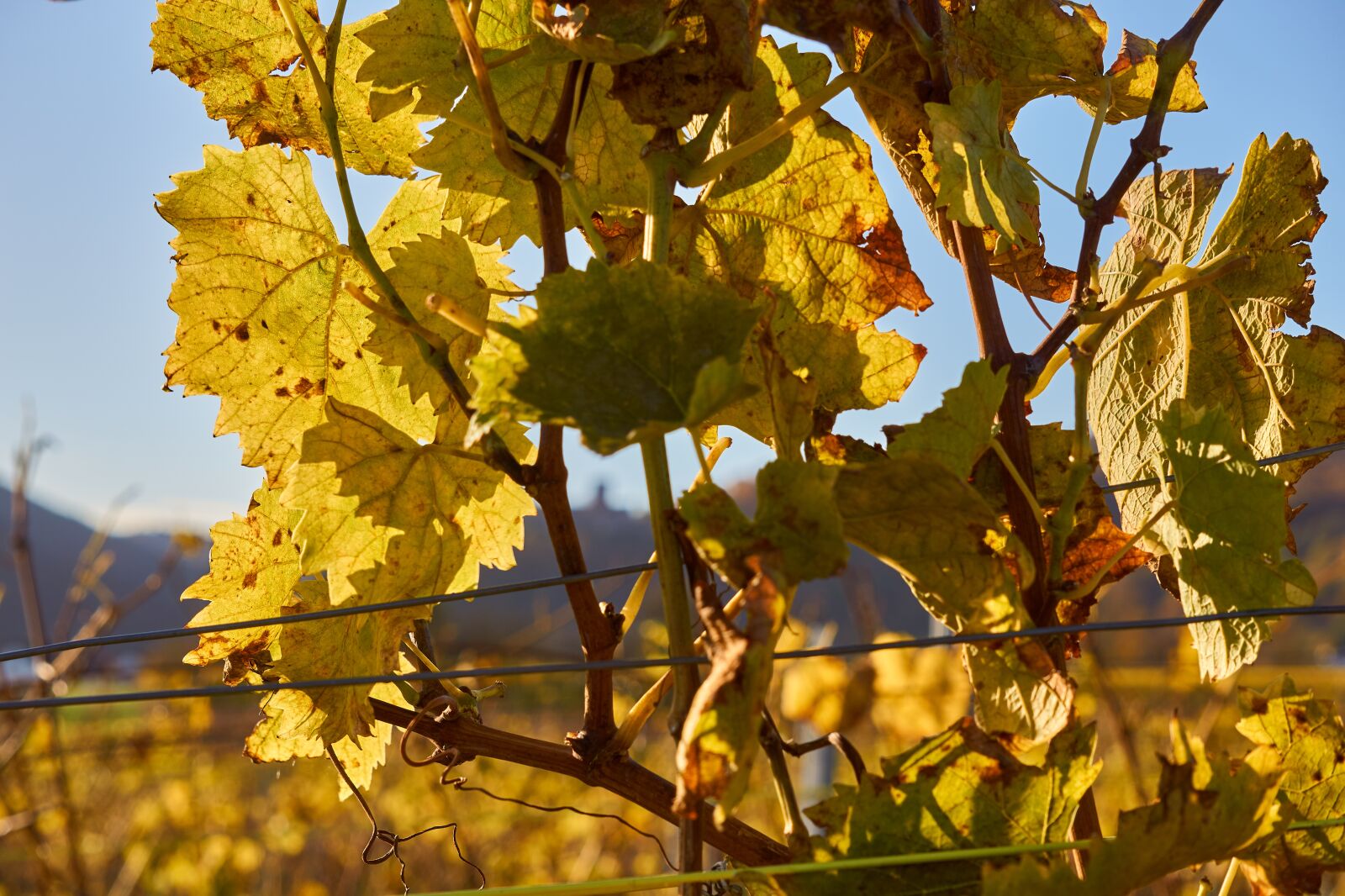Sony a6000 + Sony E 55-210mm F4.5-6.3 OSS sample photo. Vineyard, vine, autumn photography