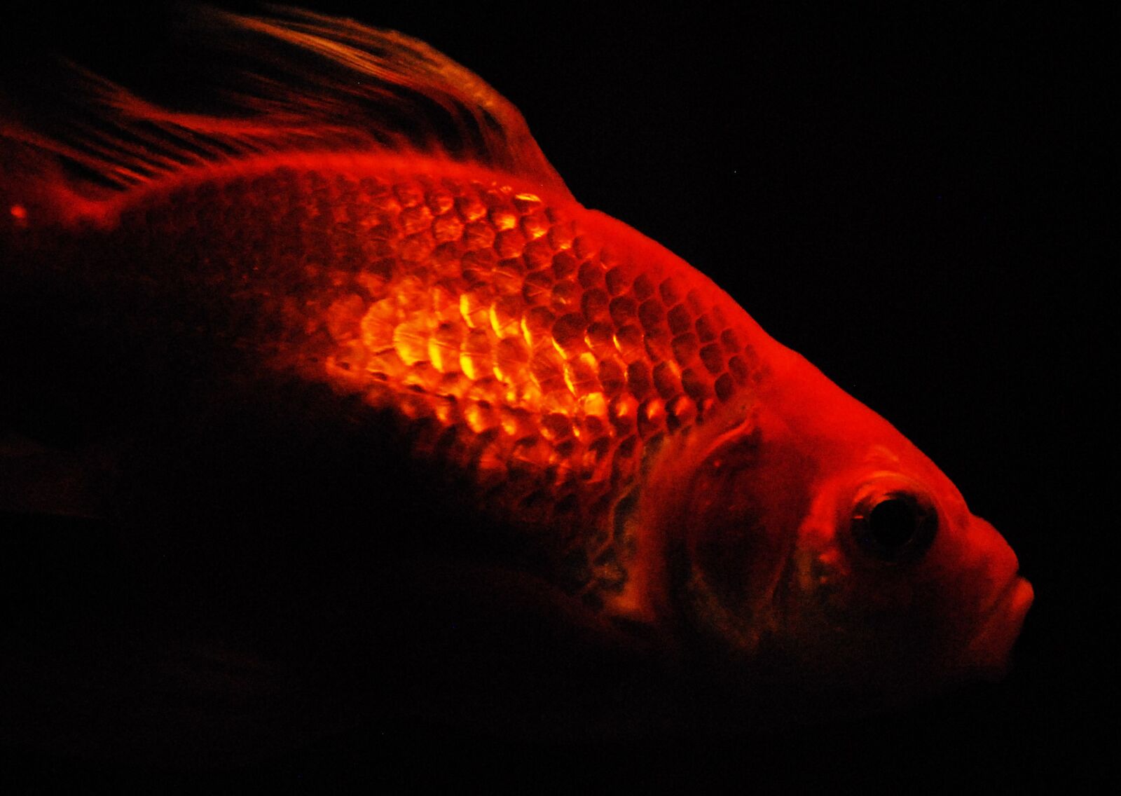 Nikon D200 sample photo. Goldfish, flame, fish photography