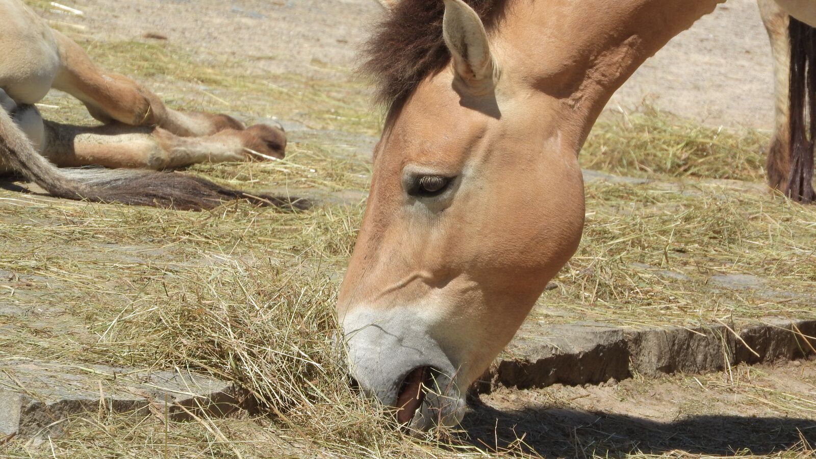 Nikon Coolpix P610 sample photo. Przewalski's horse, equus przewalskii photography
