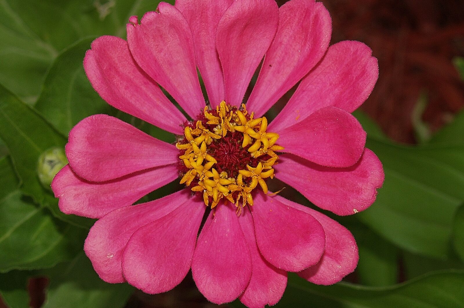 Olympus E-500 (EVOLT E-500) sample photo. Flower, zinnia, pink photography