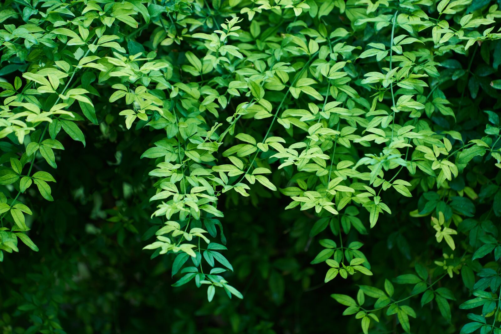 Sony FE 70-200mm F4 G OSS sample photo. Plant, tree, green photography