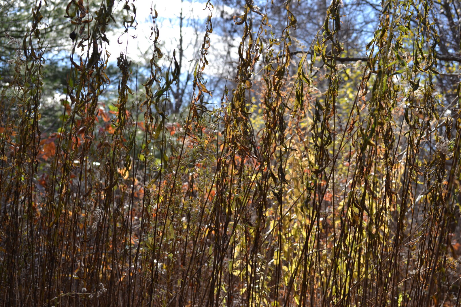 Nikon D3100 sample photo