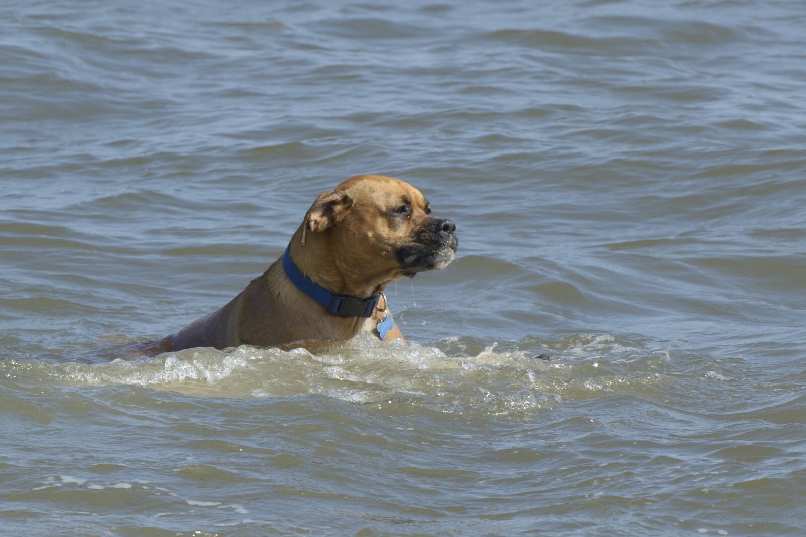 Nikon D800 sample photo. Dogs, sea, grace under photography