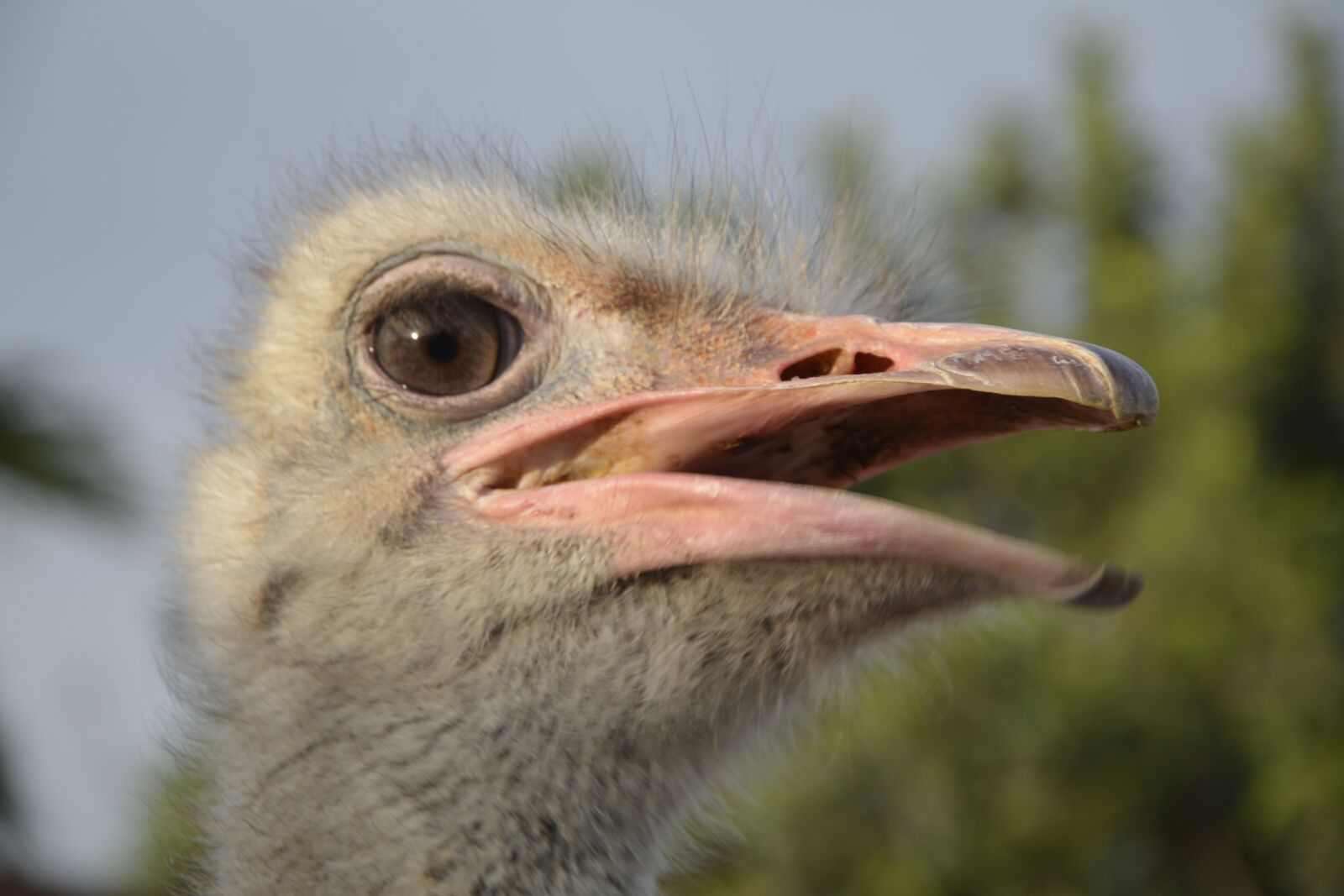 Nikon D7100 sample photo. Bouquet, ostrich head, bird photography