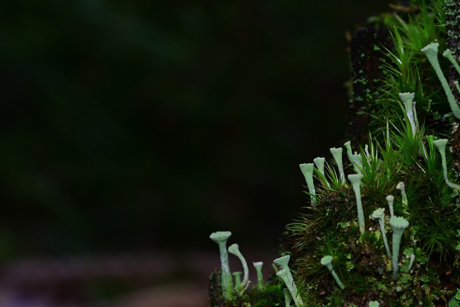 Nikon D5200 sample photo. Forest, moss, cup lichen photography