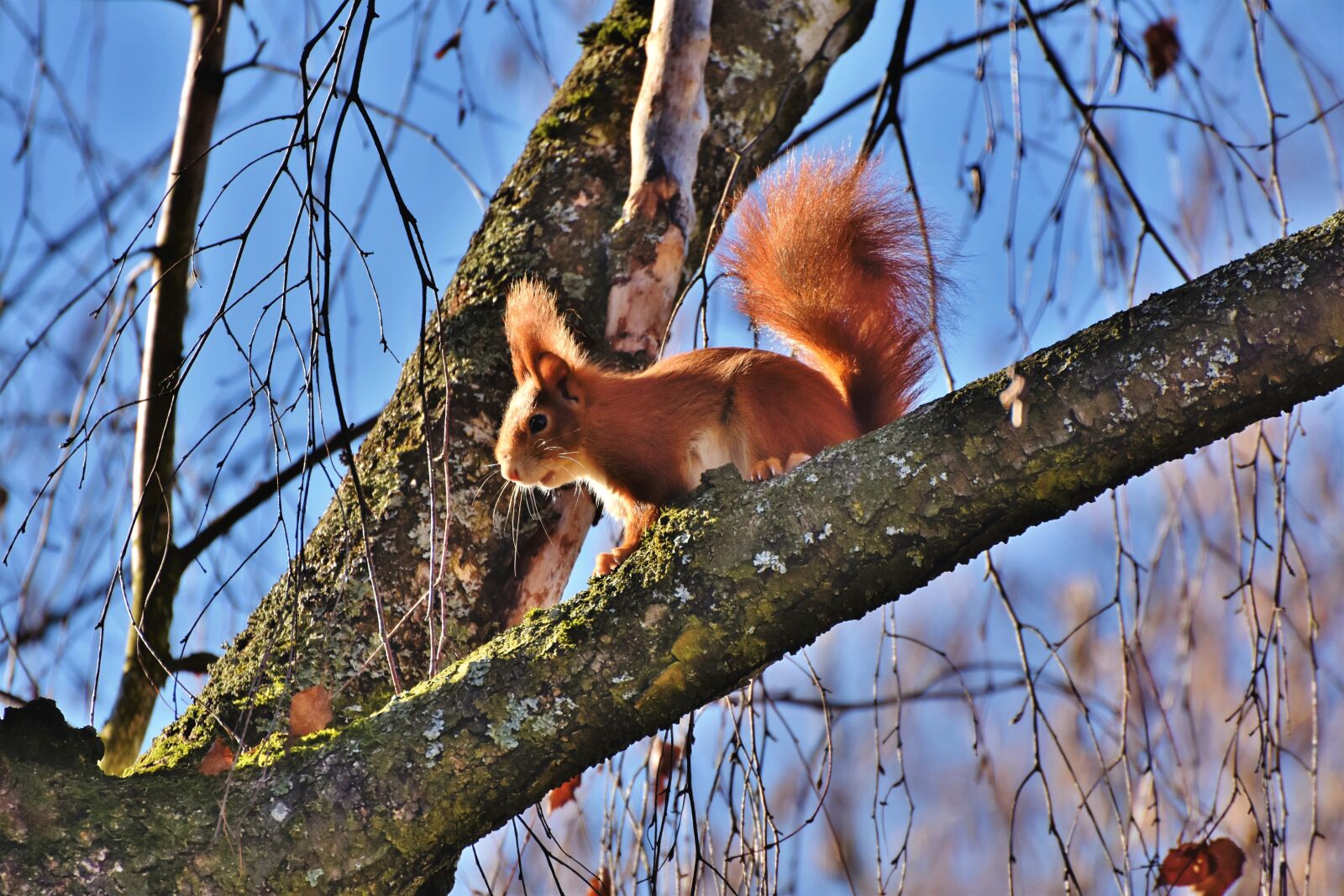 Nikon D7200 sample photo. Squirrel, verifiable kitten, rodent photography