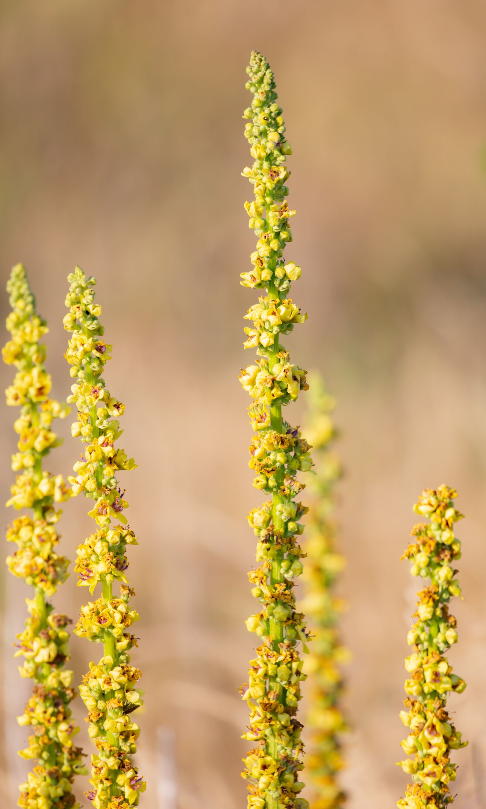 Canon EOS 5D Mark III sample photo. Dark mullein, black mullein photography