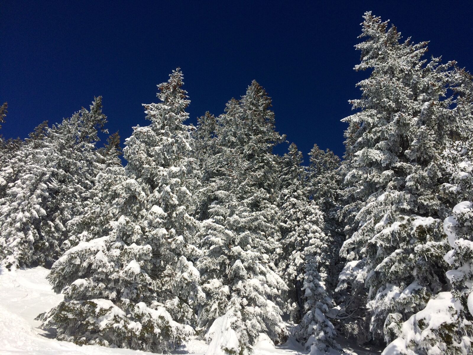 Apple iPhone 5s sample photo. Snow, winter, fir tree photography