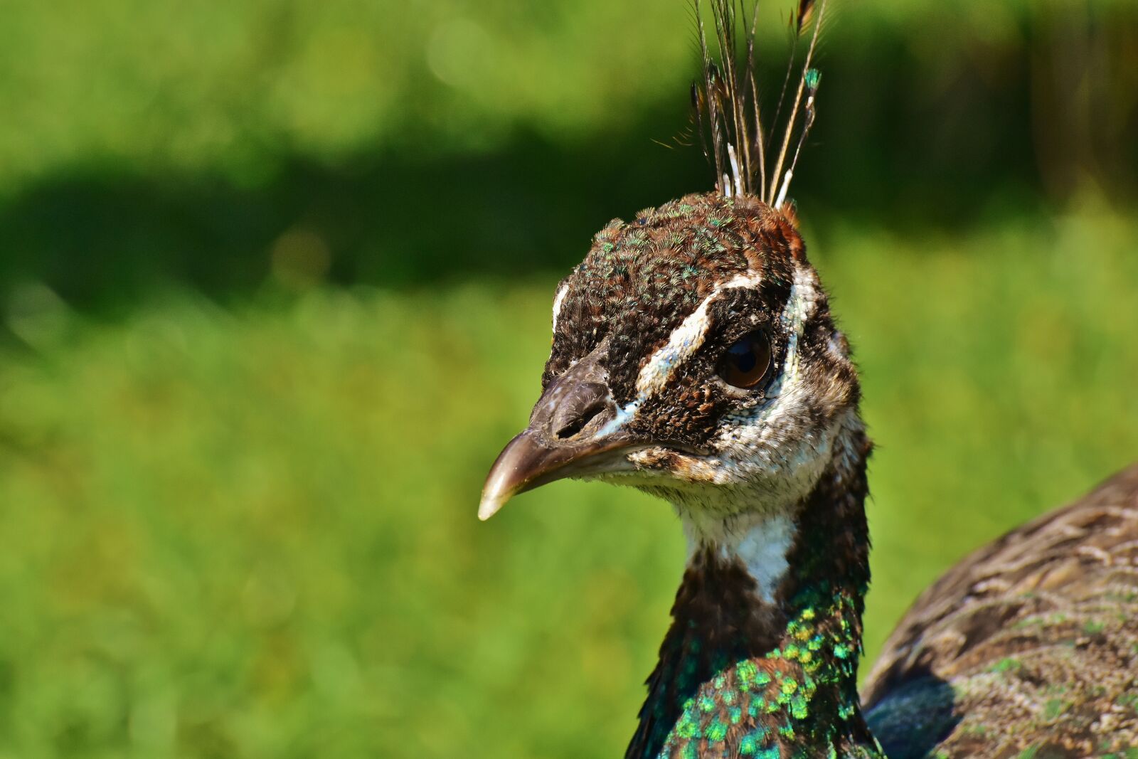 Nikon D7200 sample photo. Peacock, female, bird photography