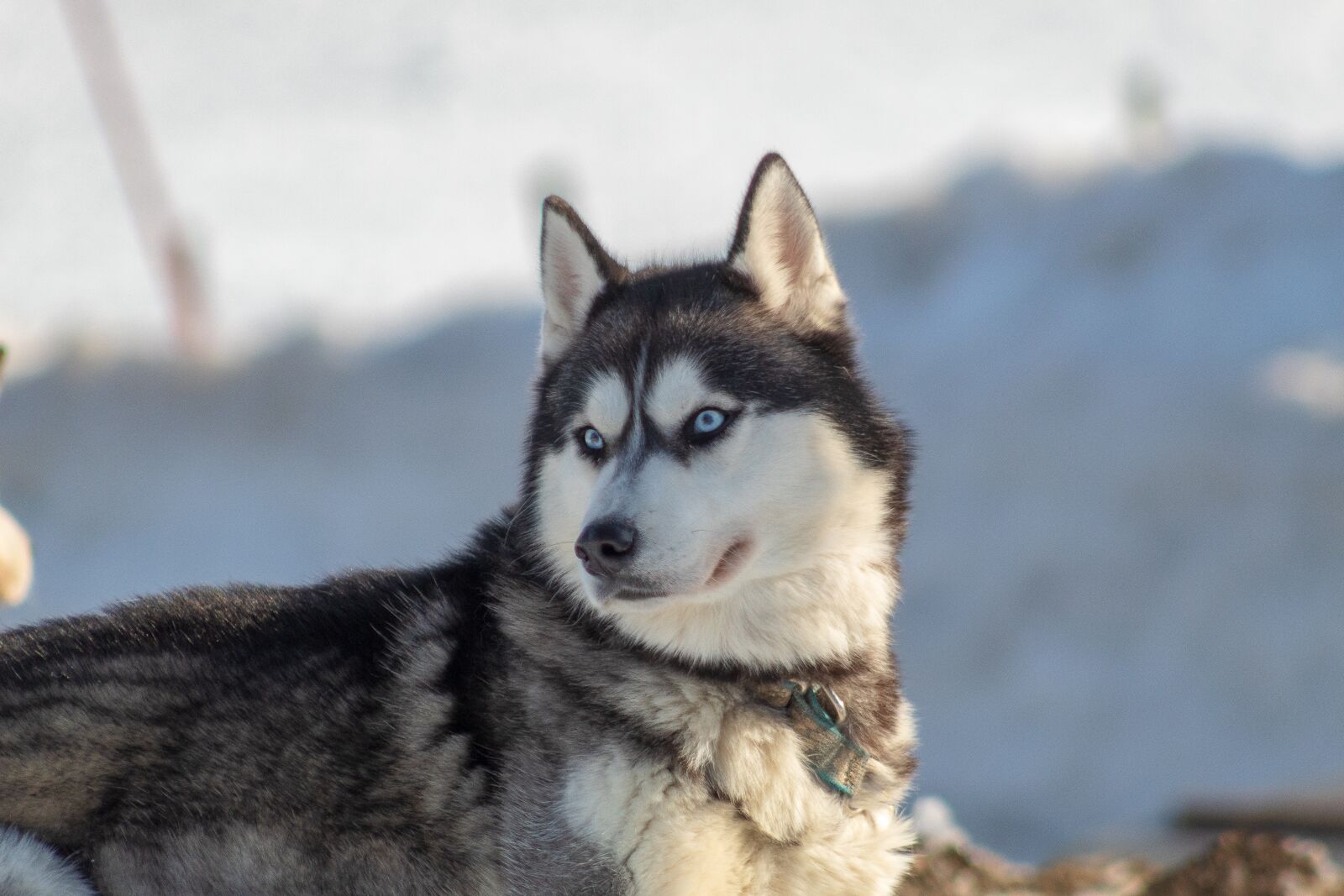 Canon EOS 4000D (EOS Rebel T100 / EOS 3000D) sample photo. Dog, husky, snow photography
