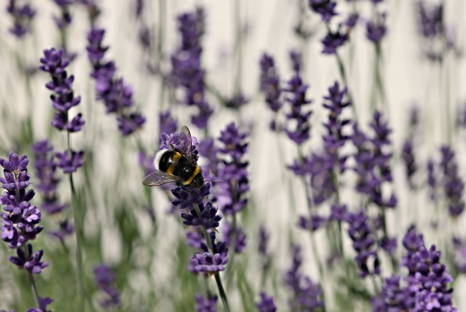 Canon EF-S 55-250mm F4-5.6 IS II sample photo. Lavender, fictional, hummel photography