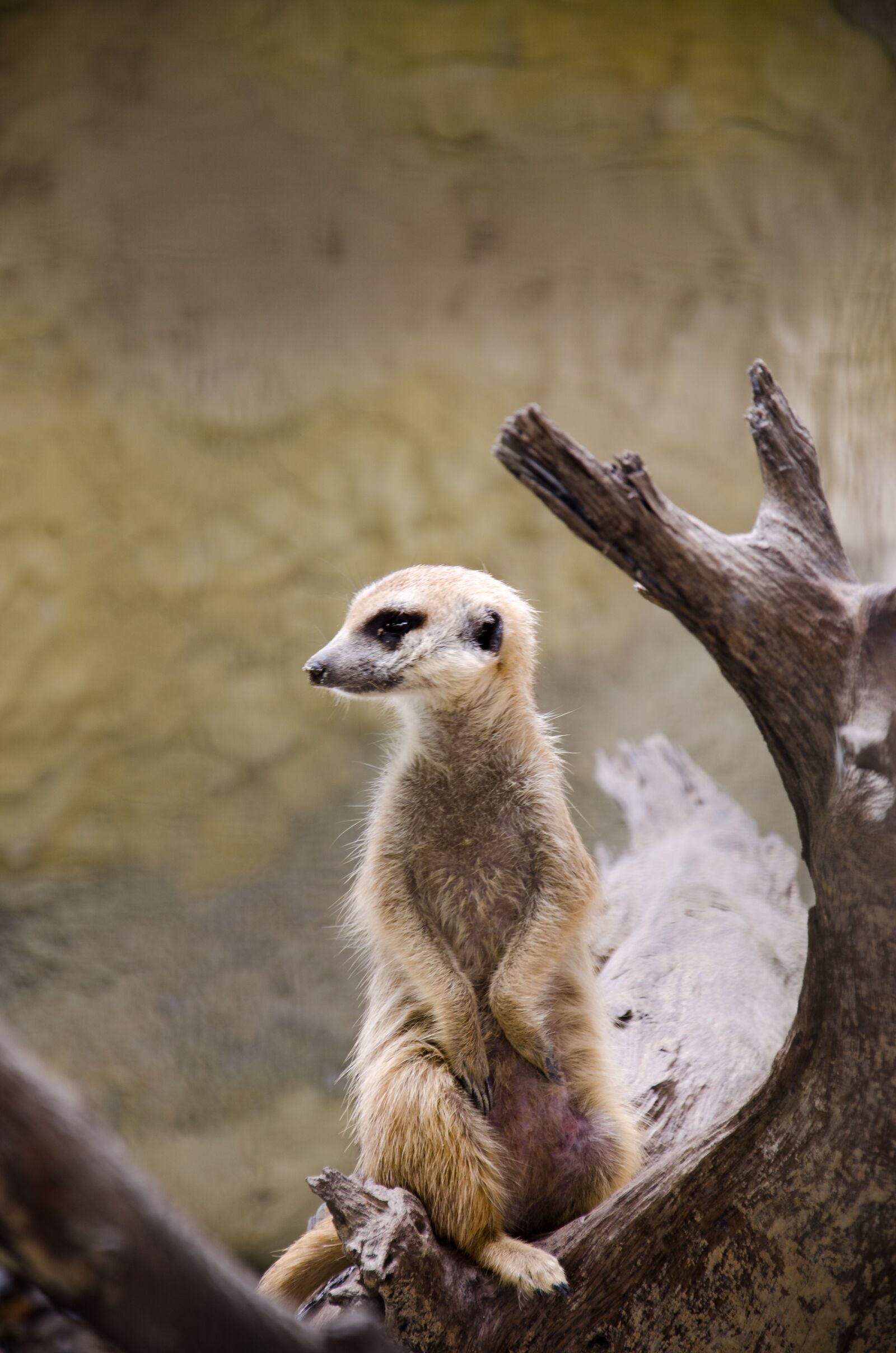 Nikon D7000 sample photo. Gophers, nature, animal photography