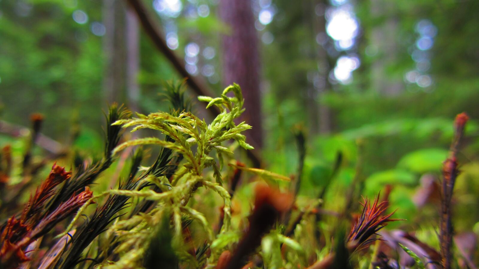 Canon PowerShot SX220 HS sample photo. Nature, macro, moss photography