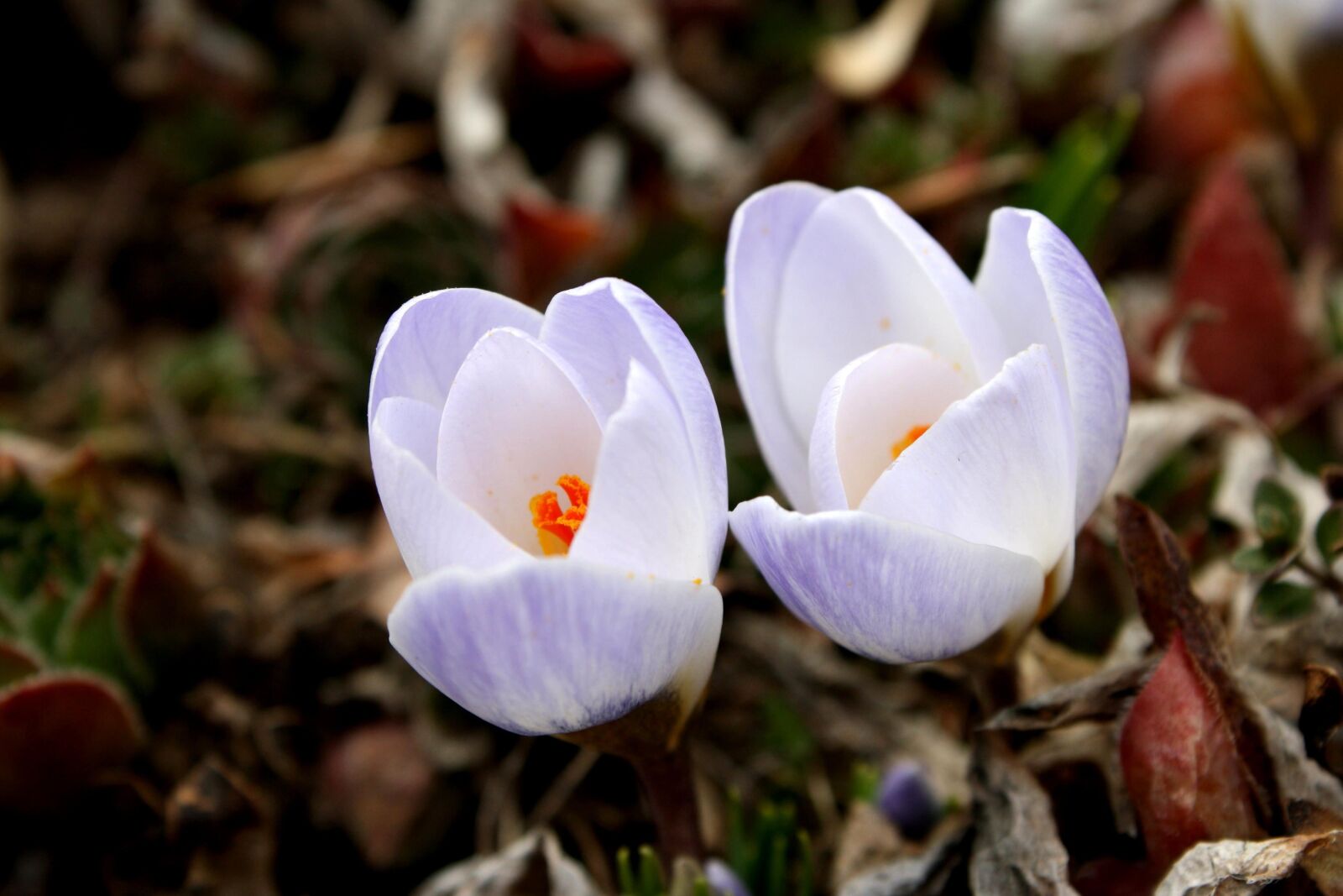 Canon EOS 1000D (EOS Digital Rebel XS / EOS Kiss F) + f/3.5-5.6 IS sample photo. White petals, purple color photography
