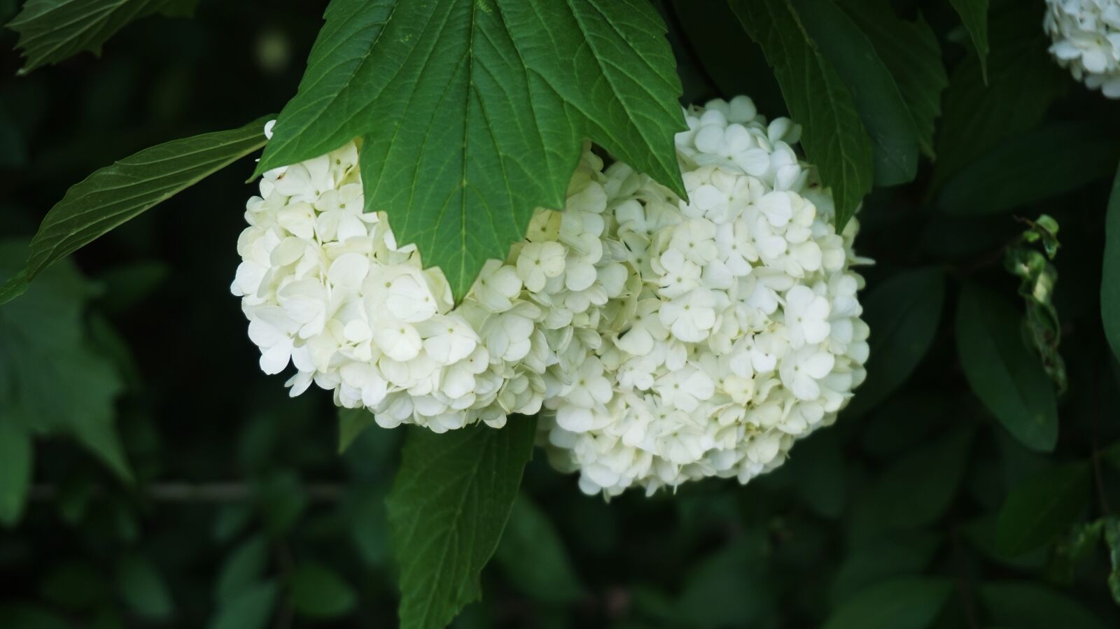 Sony Alpha a5000 (ILCE 5000) sample photo. Flowers, puts shoes, korean photography