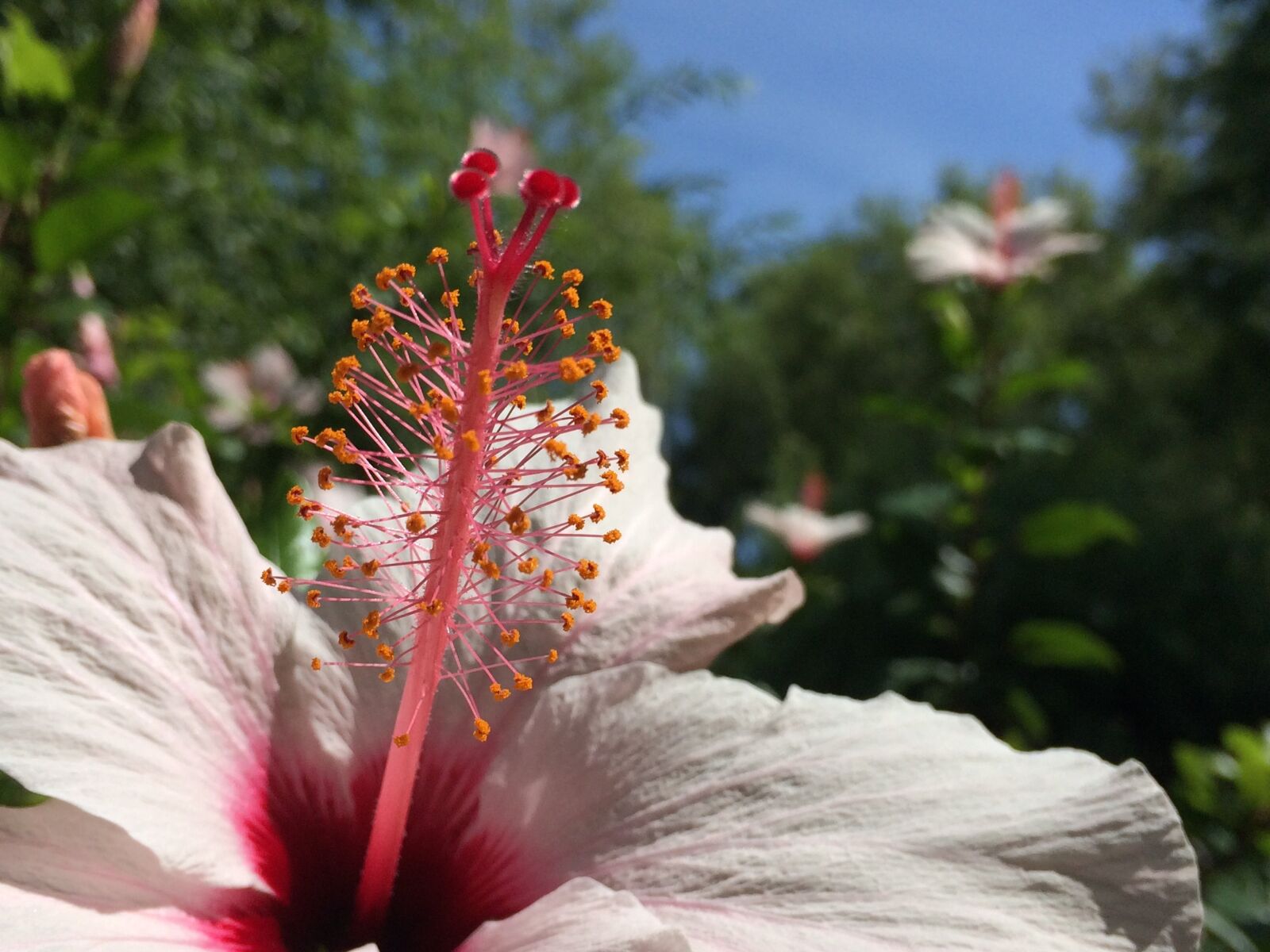 Apple iPhone 5s sample photo. Flowers, flower, nature photography