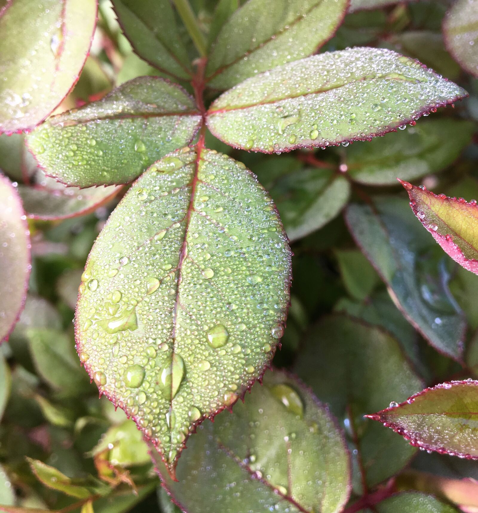 Apple iPhone 6s sample photo. Definition, dew, drops, green photography