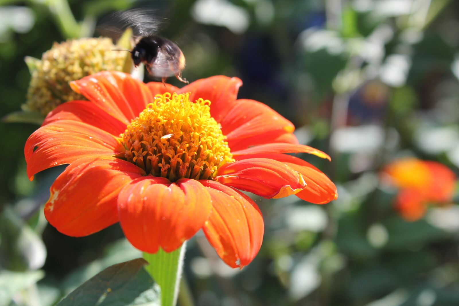 Canon EOS 60D sample photo. Wing beat, hummel, wing photography