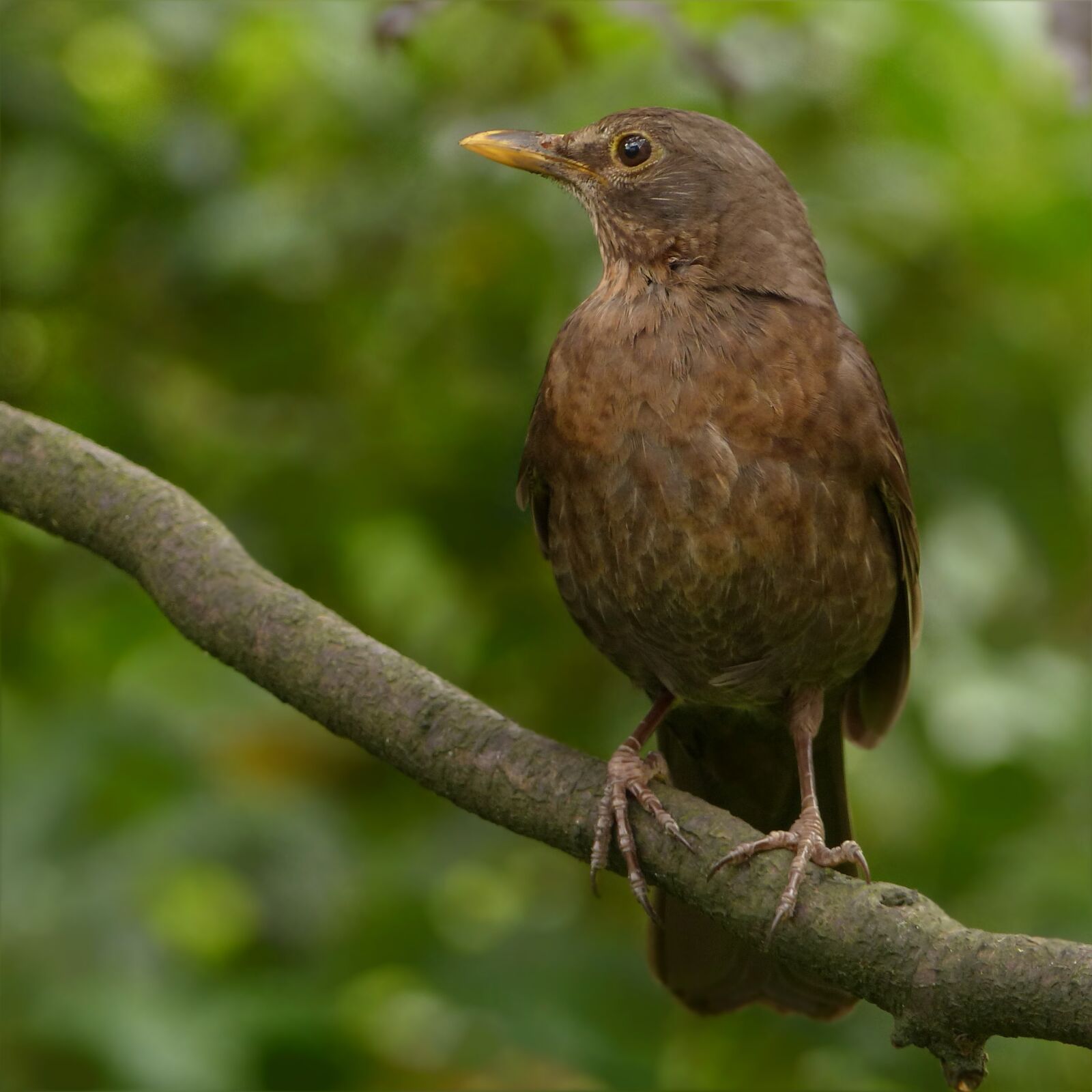 Panasonic Lumix DMC-FZ200 sample photo. Animal, bird, blackbird photography