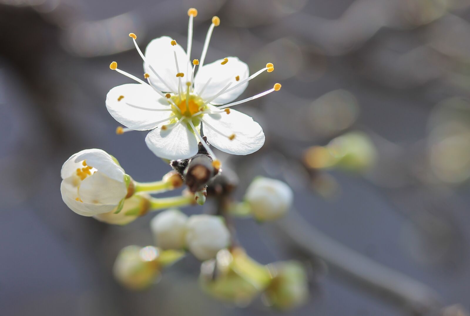Canon EF-S 60mm F2.8 Macro USM sample photo. Flower, blackthorn blossom, spring photography