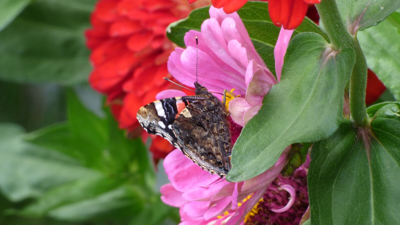 Panasonic DMC-FZ72 sample photo. Butterfly, garden, flower photography