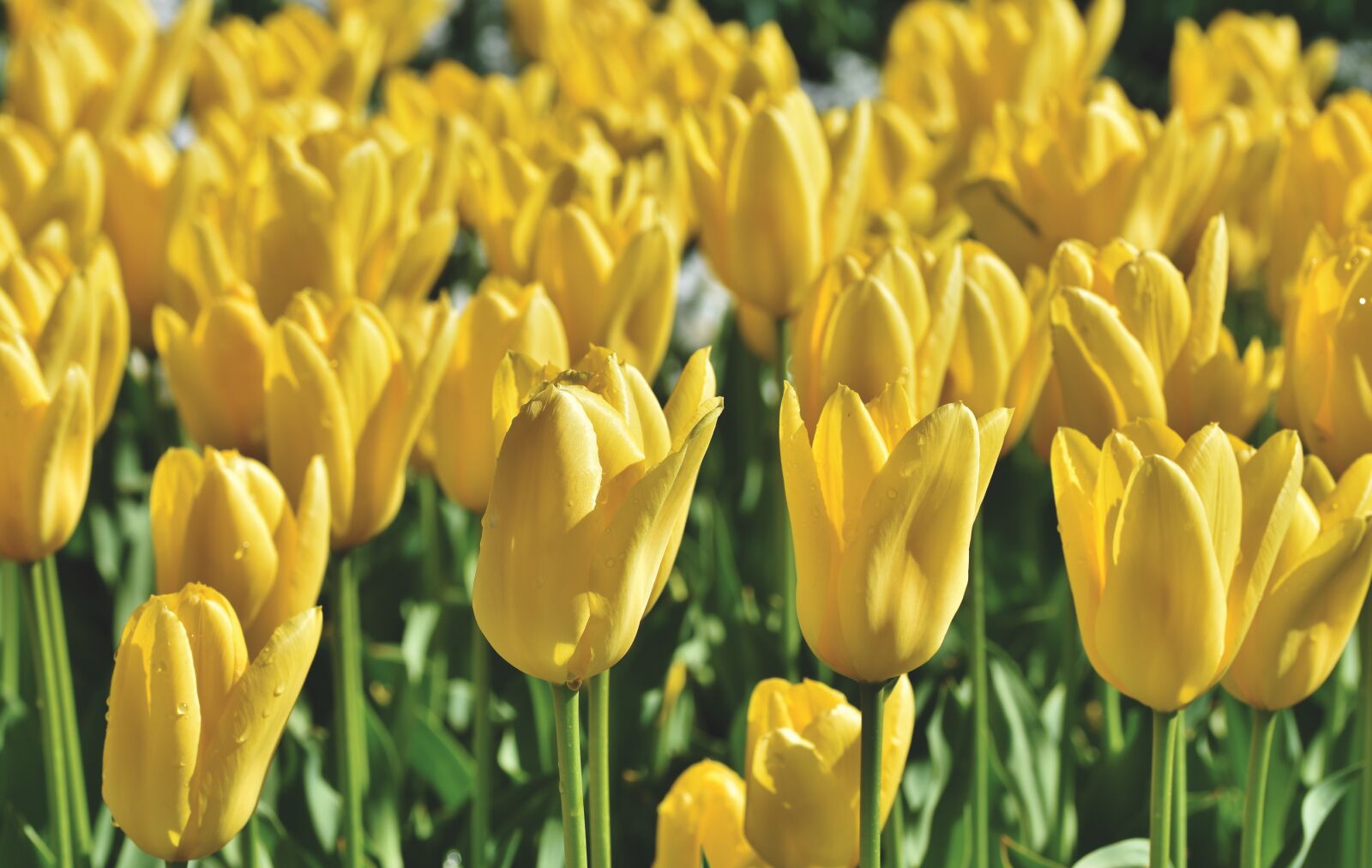 Nikon D7200 sample photo. Tulip, tulip field, blossom photography
