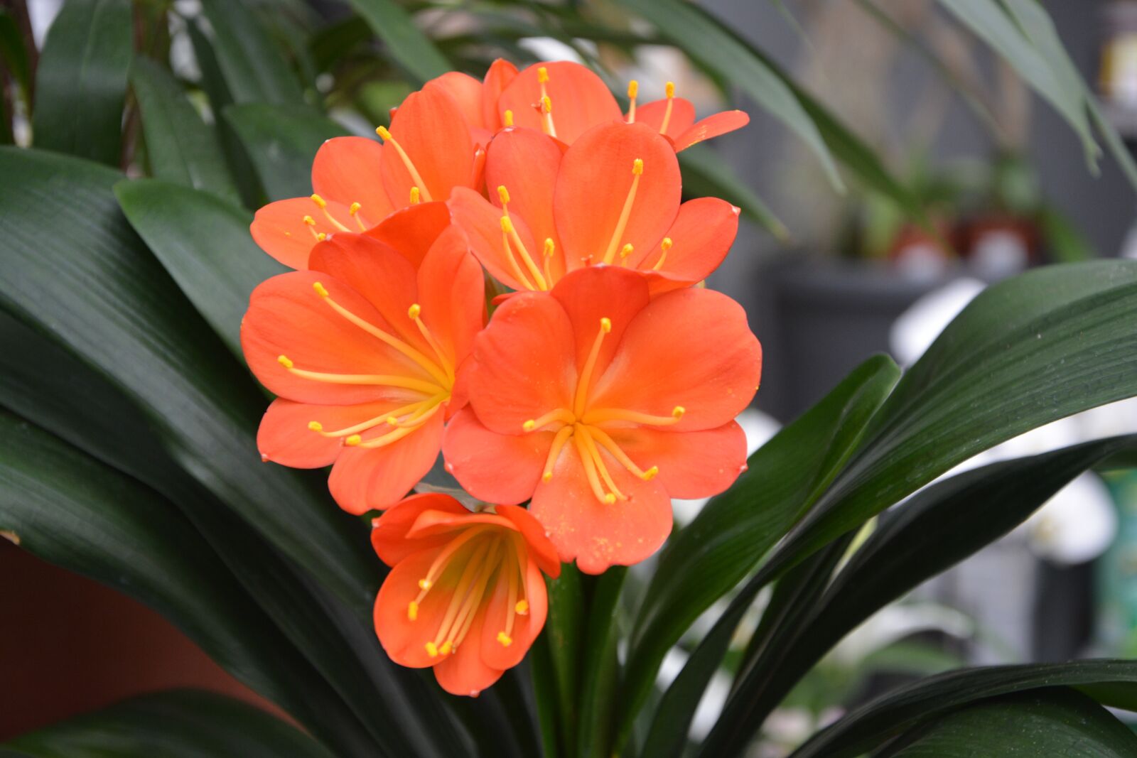 Nikon D5200 sample photo. Flower, orange blossom, plant photography