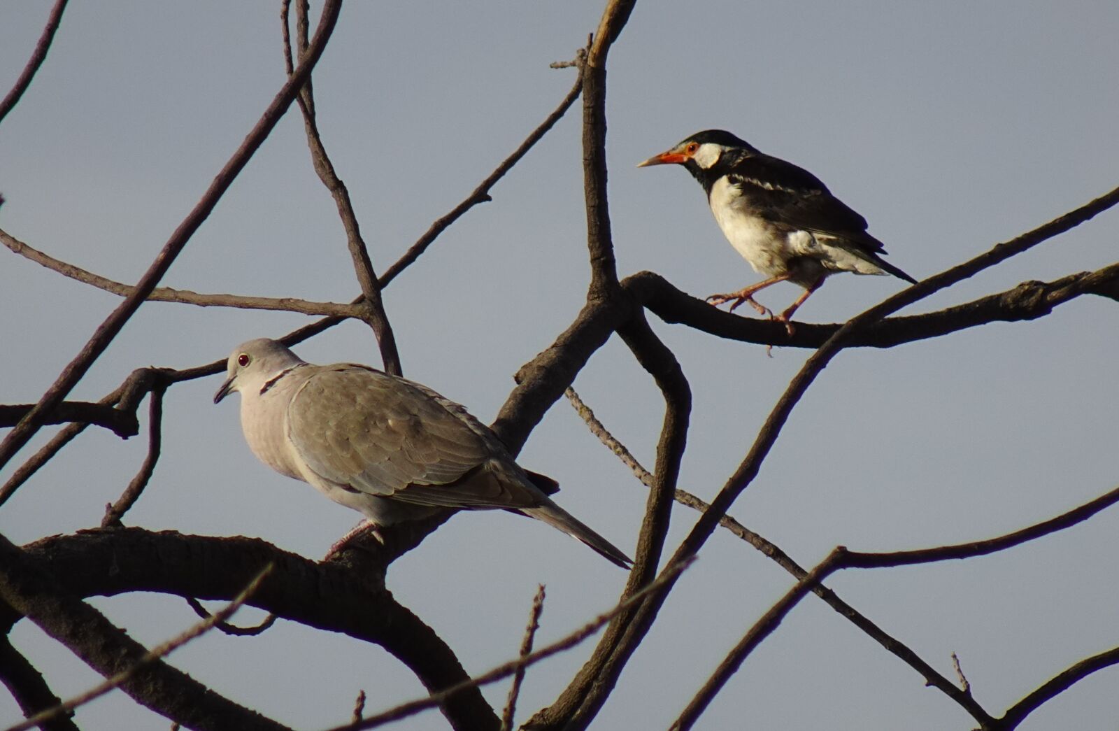 Sony DSC-WX800 sample photo. Bird, dove, eurasian collared photography