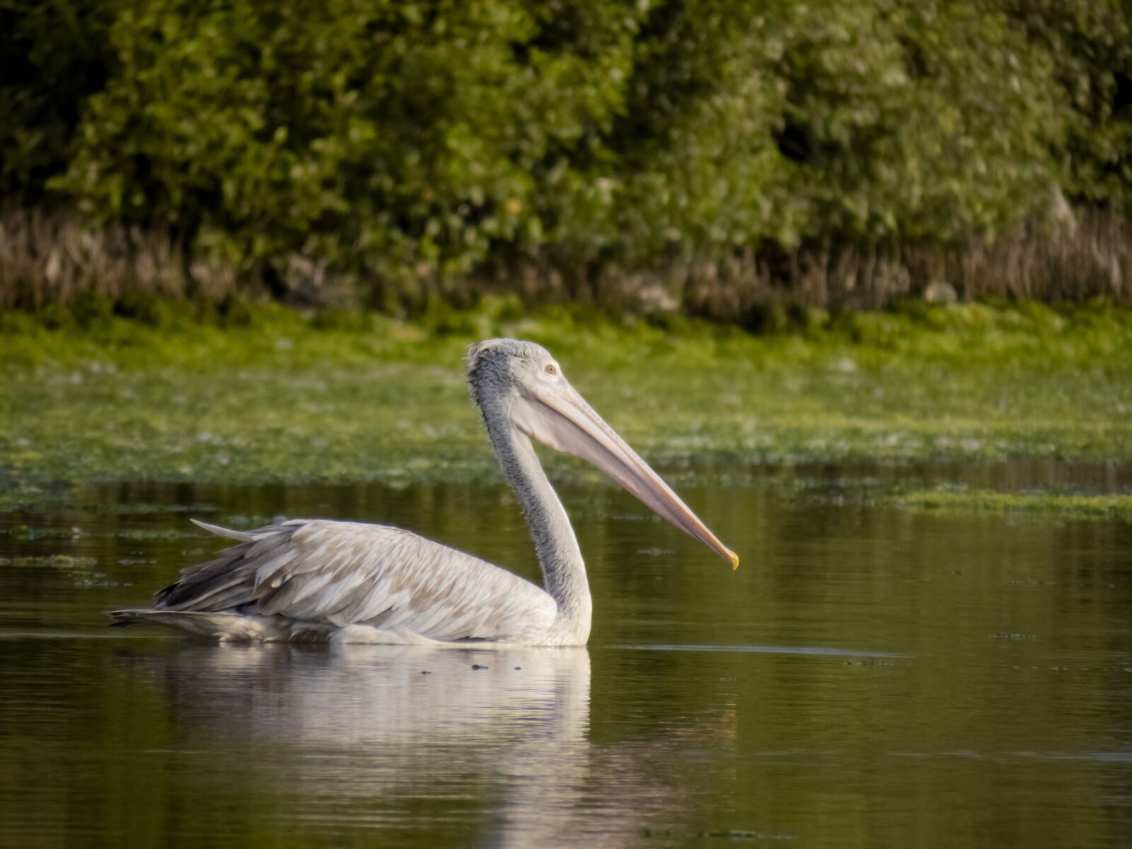 Canon PowerShot SX70 HS sample photo. Bird, pelican, lake photography