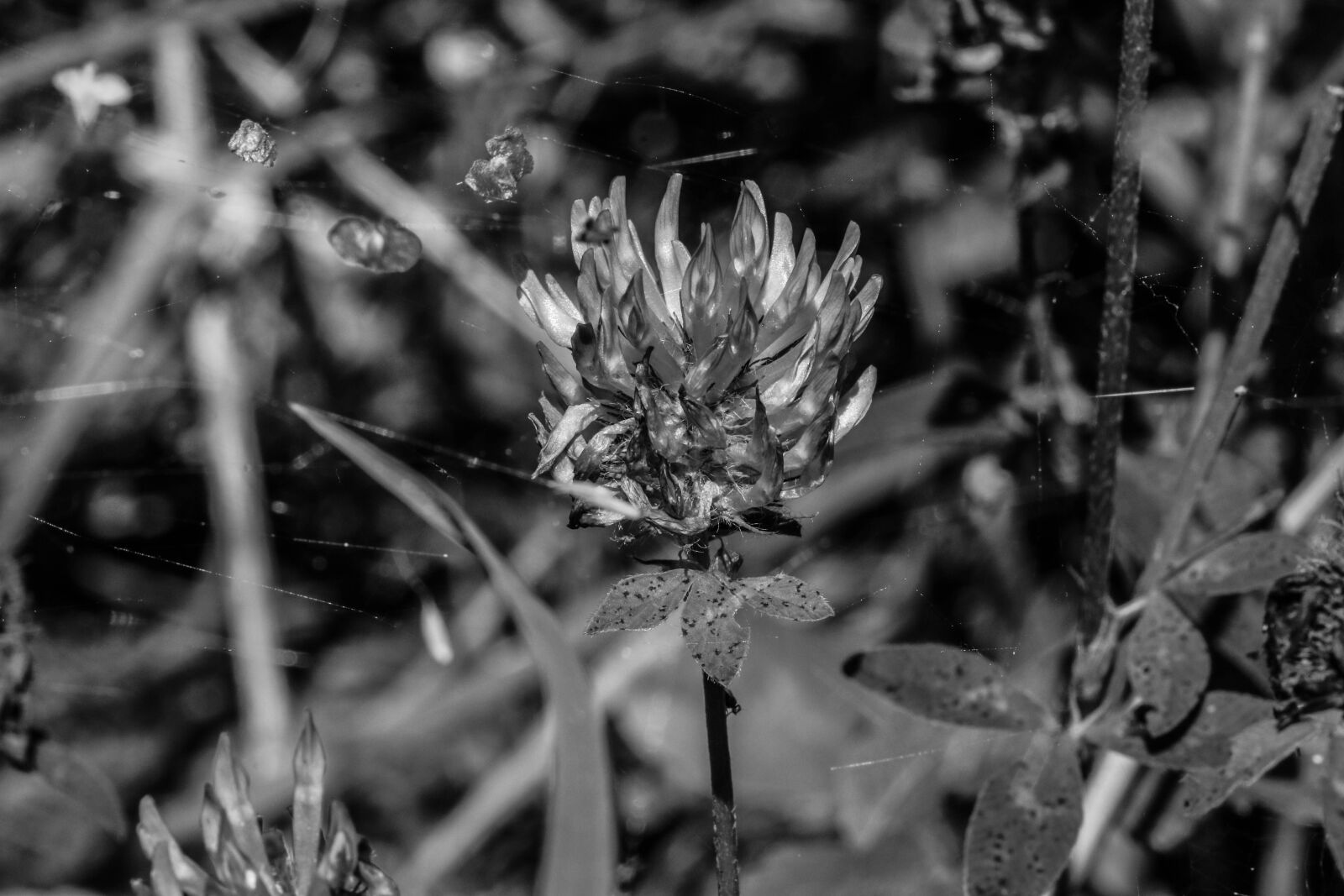 Canon EOS 7D Mark II sample photo. Wildflower, summer, nature photography