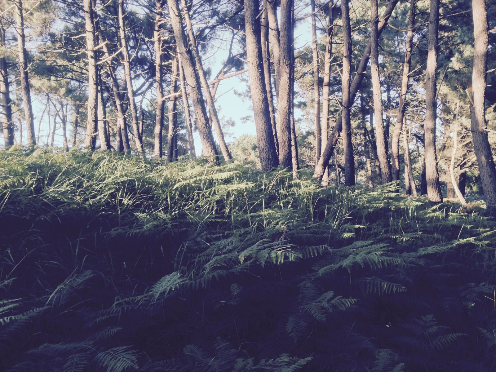 Apple iPhone 5 sample photo. Pine, woods photography
